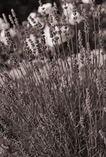 Lavendelblüten als Hintergrund. in Sepia getönt. Retro-Stil — Stockfoto