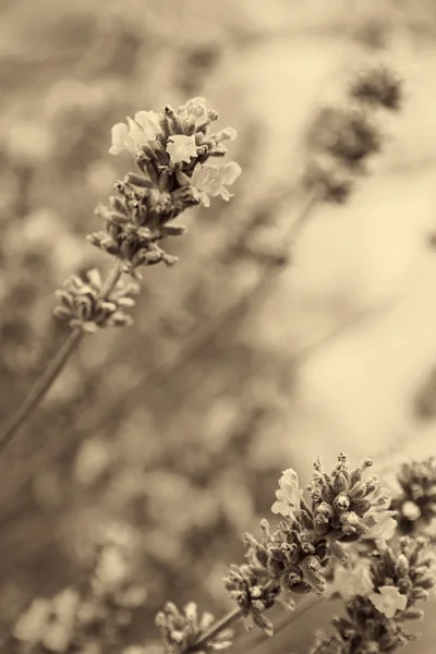 Lavendelblüten als Hintergrund. in Sepia getönt. Retro-Stil — Stockfoto