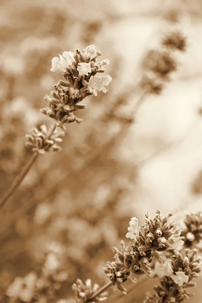 Flores de lavanda como fundo. Em Sepia tonificado. Estilo retrô — Fotografia de Stock