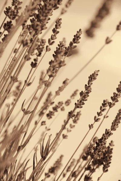 Lavendel blommor som bakgrund. I Sepia tonad. Retro stil — Stockfoto