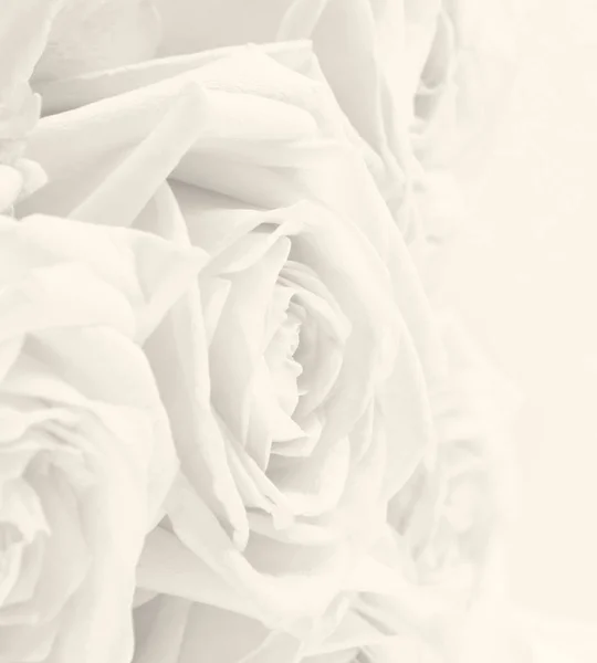 Hermosas rosas blancas tonificadas en sepia como fondo de boda. Suave — Foto de Stock