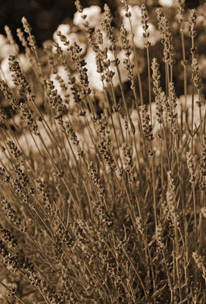 Lavender flowers as background. In Sepia toned. Retro style — Stock Photo, Image