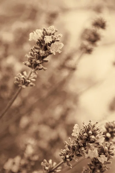 Lavendelblüten als Hintergrund. in Sepia getönt. Retro-Stil — Stockfoto