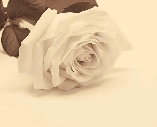 Белый роза крупным планом в качестве фона. В Сепии тонизировали. Ретро стиль — стоковое фото