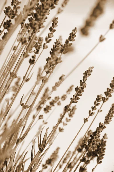 Lavender flowers as background. In Sepia toned. Retro style — Stock Photo, Image