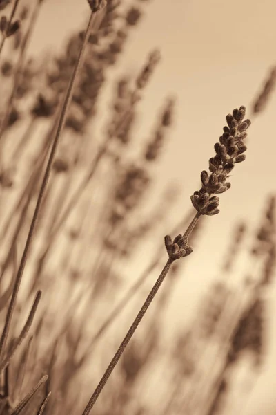 Lavendel blommor. I Sepia tonad. Retro stil — Stockfoto