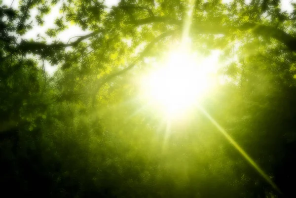 Sol de la mañana en madera — Foto de Stock