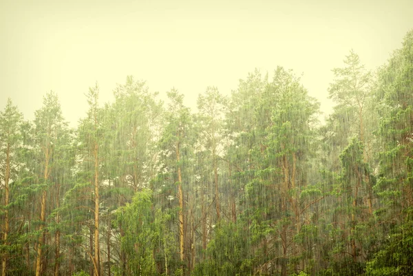 Regenfluten im Wald — Stockfoto