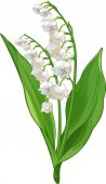 Lily of the valley illustraion