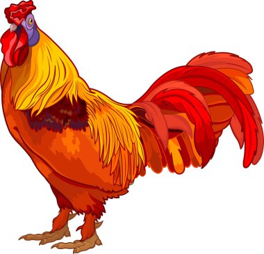 Colorful rooster illustration  clipart