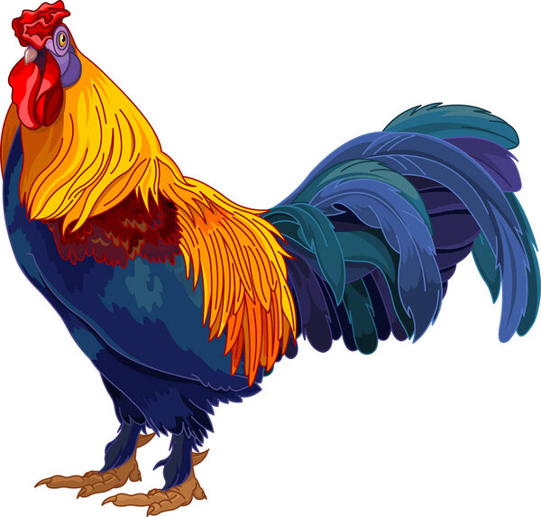 Colorful rooster illustration 