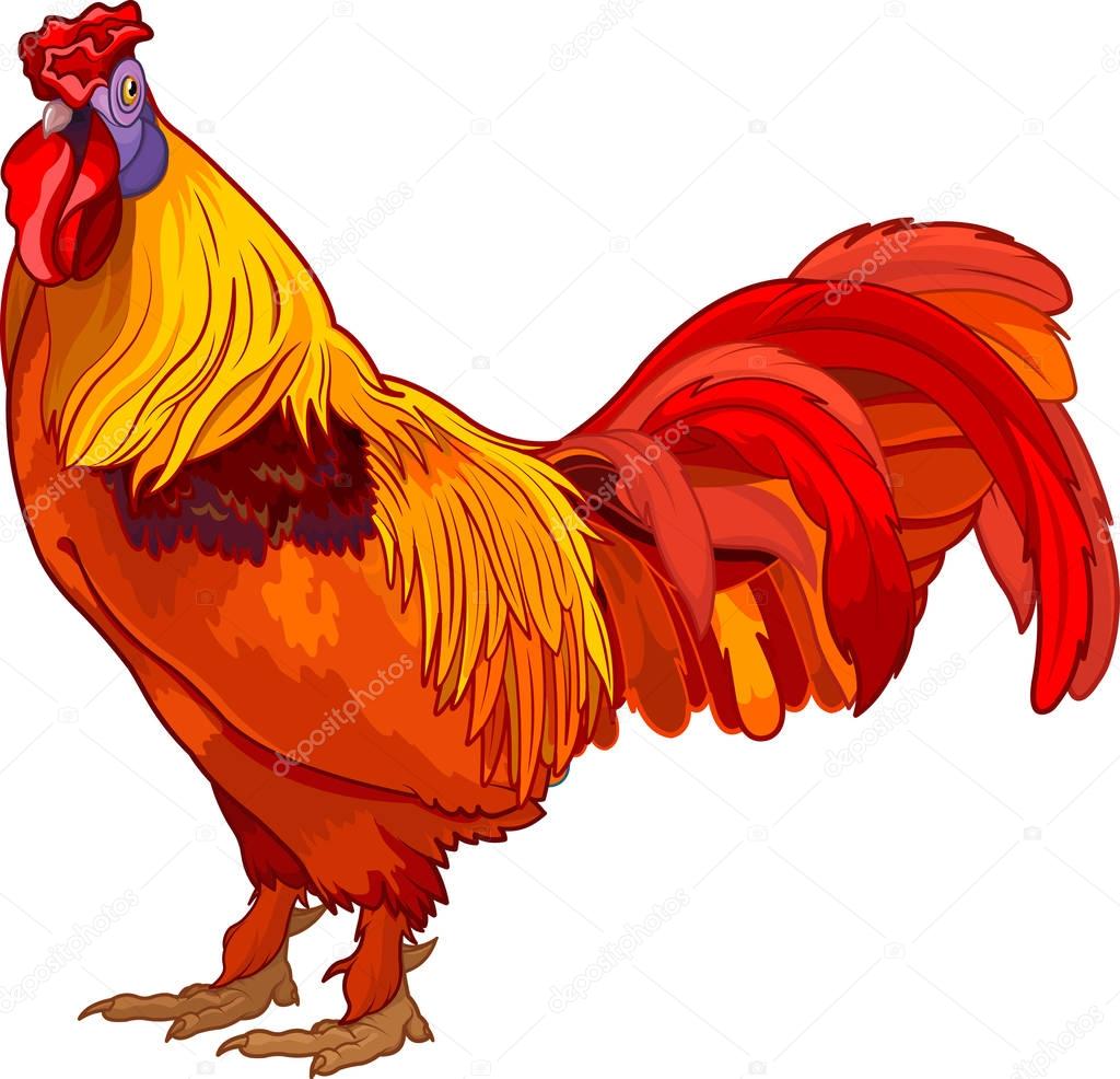 Colorful rooster illustration 