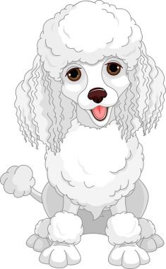 Bichon köpek ayakta