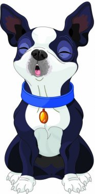 şirin Boston korkunç