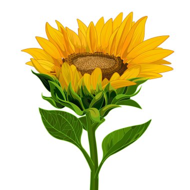 Güzel ayçiçeği yaprakları ile