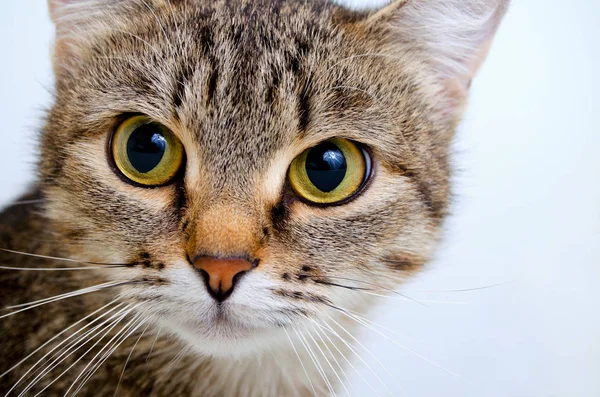 Gato gris tabby . — Foto de Stock