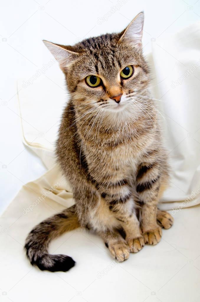 grijze cyperse kat — stockfoto © rrraum #129652934