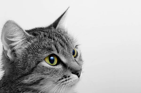 灰色のぶち猫. — ストック写真