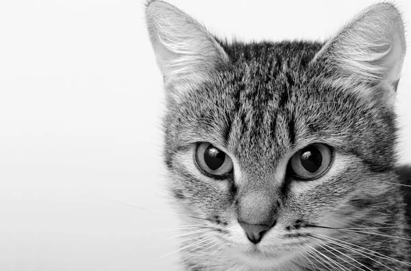 Gato gris tabby . —  Fotos de Stock