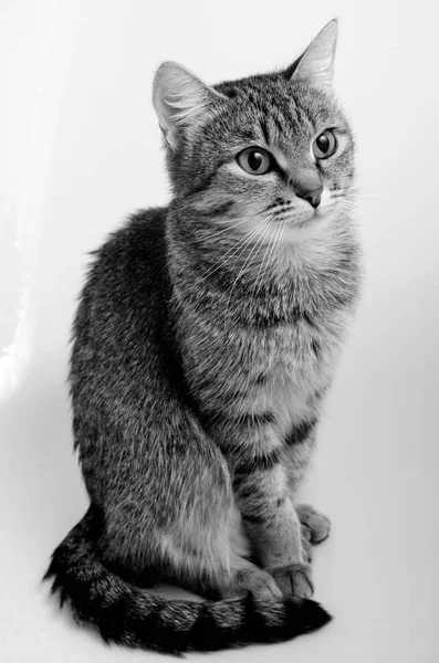 Gato gris tabby . — Foto de Stock