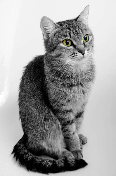 Gato tabby cinza . — Fotografia de Stock