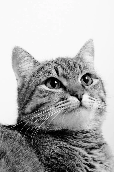 Drôle de chat gris tabby . — Photo