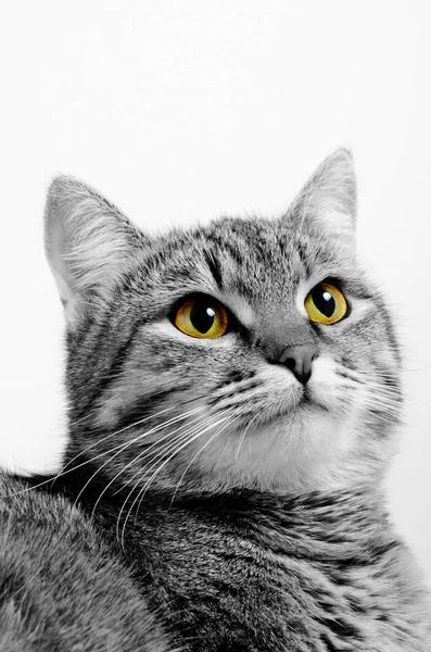 Lustige grau gestromte Katze. — Stockfoto
