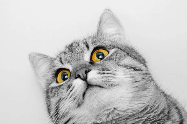 Funny grå tabby katt. — Stockfoto