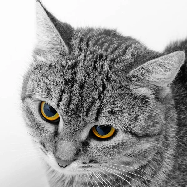 Cat sguardo indagatore . — Foto Stock
