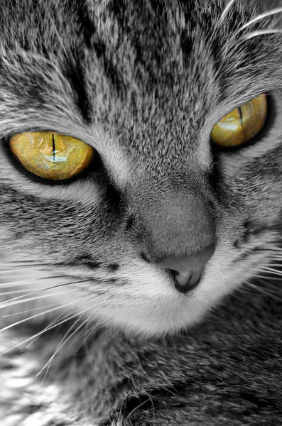 Gatto tabby grigio . — Foto Stock