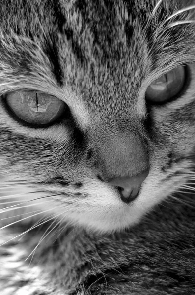 灰色のぶち猫. — ストック写真