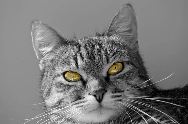 Gatto tabby grigio . — Foto Stock