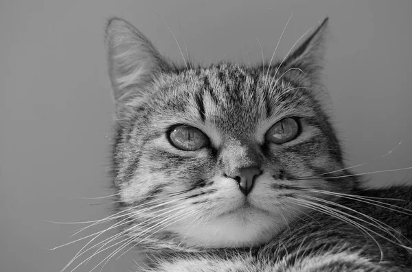 Gatto tabby grigio . — Foto Stock