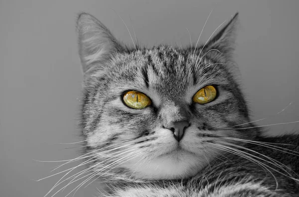 Gatto tabby grigio . — Foto Stock