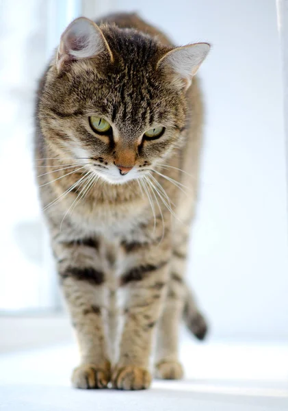 Grå tabby katt. — Stockfoto