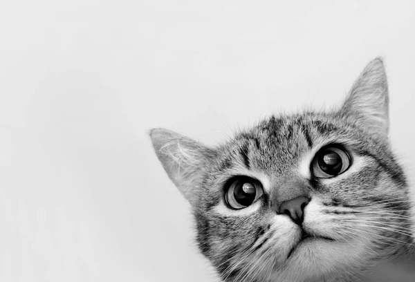 Gato gris tabby . — Foto de Stock