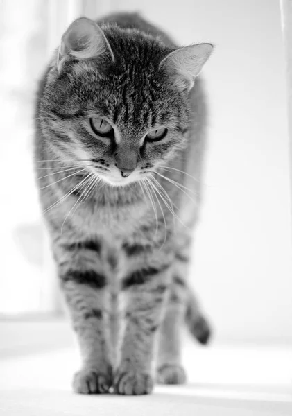 Szary kot Mora. — Zdjęcie stockowe