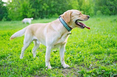Labrador çim yaz gününde.