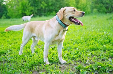 Labrador çim yaz gününde.