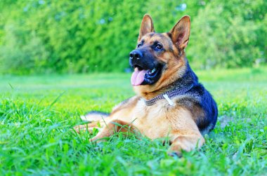 Alman çoban köpeği yeşil bir çayırda dinleniyor..