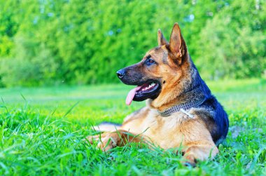 Alman çoban köpeği yeşil bir çayırda dinleniyor..
