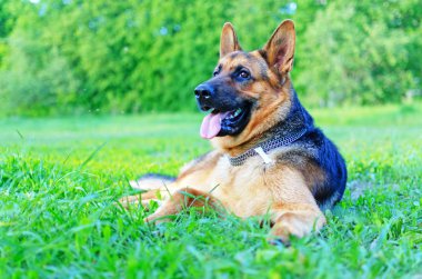 Alman çoban köpeği yeşil bir çayırda dinleniyor..