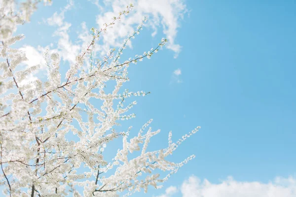 Spring Cherry blossoms, white flowers — Stock Photo, Image