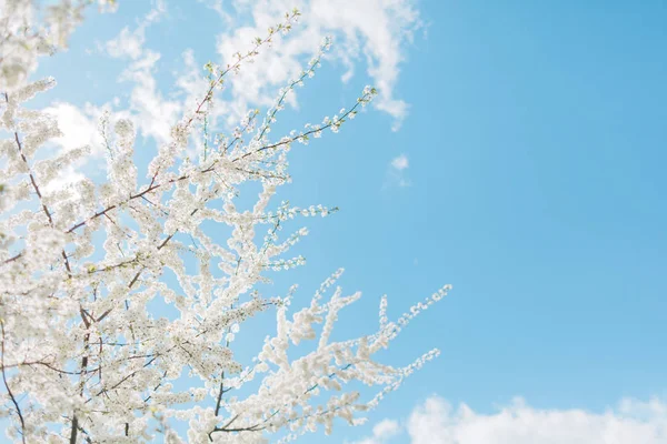 Tavaszi cseresznyevirág, fehér virág Jogdíjmentes Stock Képek