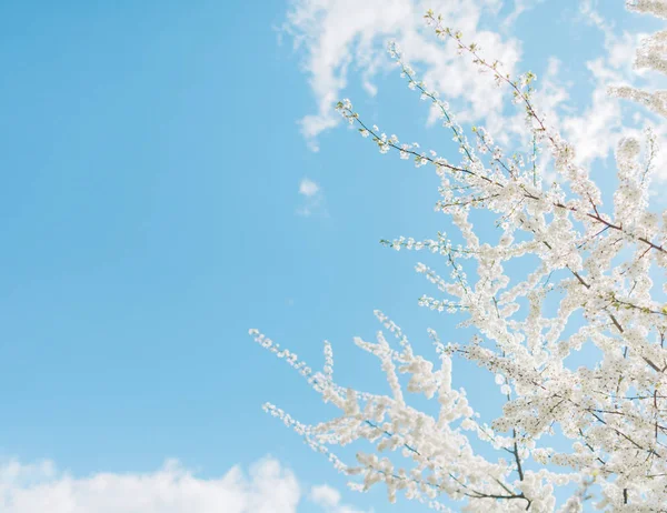 Spring Cherry blossoms, white flowers — Stock Photo, Image