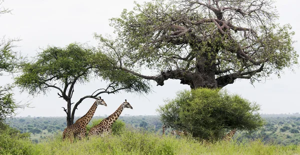 Two African giraffe in the meadows of the savannah — Stock Photo, Image