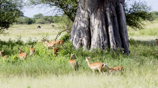 Stado antylop impala czarnolicy (Aepyceros melampus) — Zdjęcie stockowe