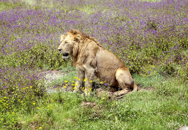 Giovane leone maschio è seduto su un prato — Foto Stock