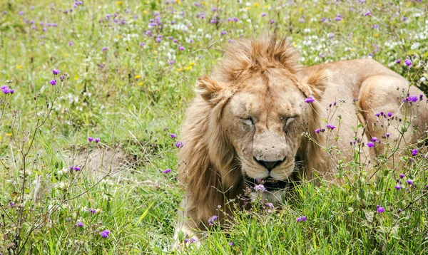 Joven león macho descansando en un prado en el cráter de Ngorongoro —  Fotos de Stock