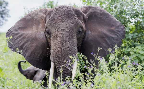 African bush elephant (Loxodonta africana) — Stock Photo, Image